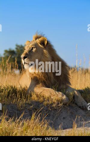 African lion (Panthera leo). Okavango Delta, Botswana, Africa.