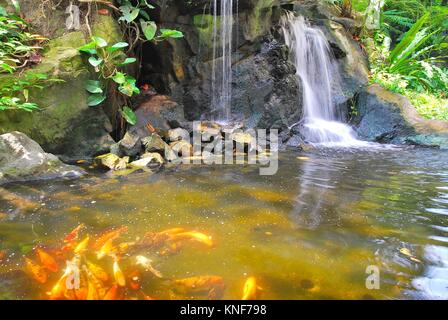 Low shot of waterfall splashing down into a creek filled with Japanese carp. Suitable for concepts such as zen meditation, serenity, environment. Stock Photo