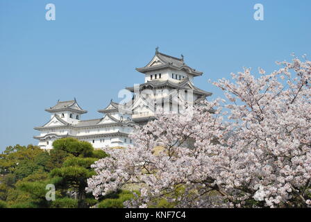 Cherry blossoms in full bloom in spring at Himeji castle, Japan. A symbol of respect, power, glory, history, and peace. Stock Photo