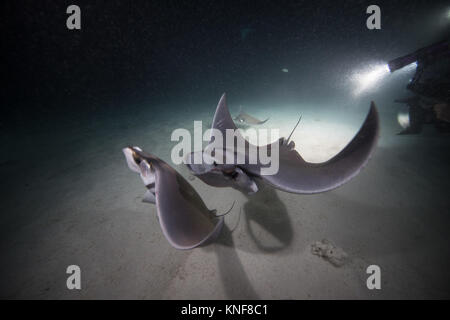 Mobula rays feeding on plankton at night Stock Photo