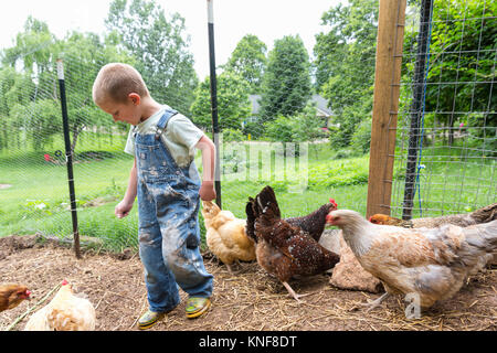 Boy in chicken coop with hens Stock Photo