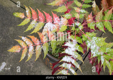 Evergreen shrub Mahonia japonica with autumn winter foliage, December, England UK Stock Photo