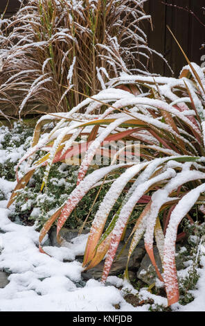Variegated Phormium Jester Flax plant in snowy winter conditions, with Euonymus Fortunei and Miscanthus Sinensis Little Zebra in the background. Stock Photo