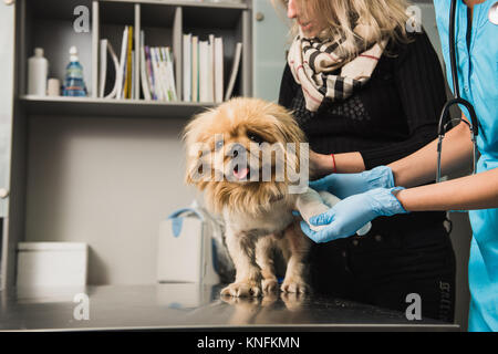 Veterinarian putting bandage on injured paw of dog Stock Photo