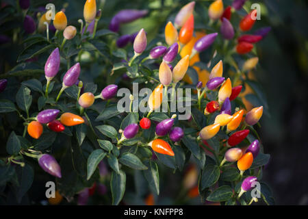 Capsicum annuum 'Numex Twilight' Stock Photo