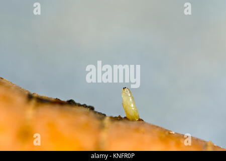 Close-up of the damaging carrot fly larvae (maggot) Chamaepsila rosae ...