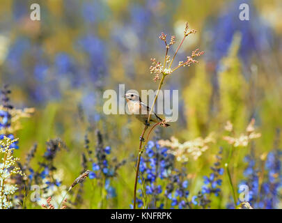 bird whinchat sitting among the grass and flowers on the summer meadow Stock Photo