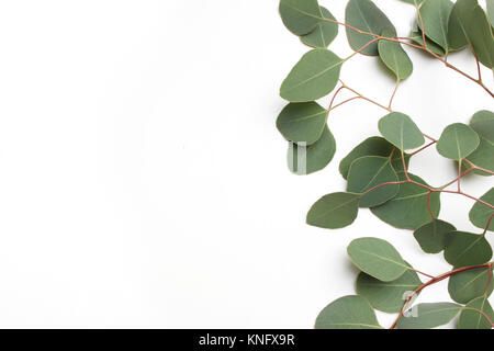 Frame, border made of green Silver dollar Eucalyptus cinerea leaves and branches, white background. Floral composition. Feminine styled stock flat lay. Stock Photo