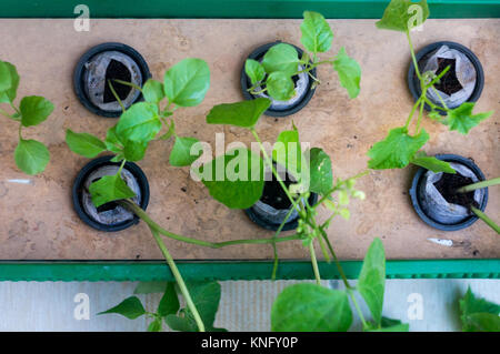 six plants growing in net pots and coco coir hydroponics system Stock Photo