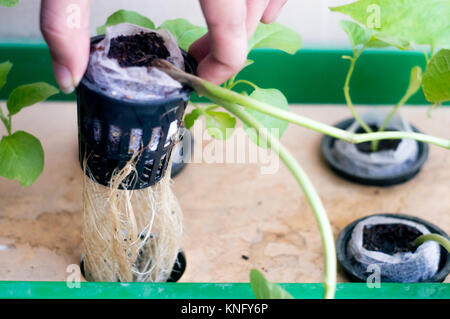 Person holding up the roots of hydroponic plant in net pot Stock Photo