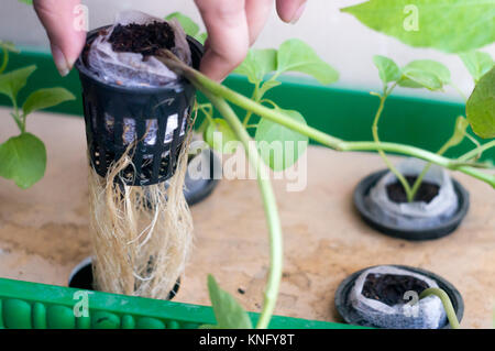 Person holding up the roots of hydroponic plant in net pot Stock Photo