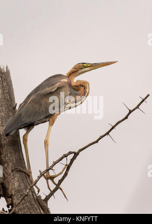 Purple Heron Perched on Tree Stock Photo