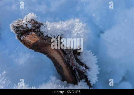 close up of the ice crystals formed on a tree log in winter Stock Photo