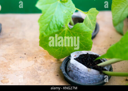 Bean, Brinjal plants growing in hydroponic net pot  Stock Photo