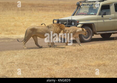 african safari september 2017 serengeti n'gorongoro manyara tanzania Stock Photo