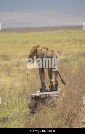 african safari september 2017 serengeti n'gorongoro manyara tanzania Stock Photo