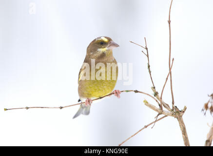 Greenfinch, (Carduelis chloris), in the snow. Shropshire borders. 2017 Stock Photo