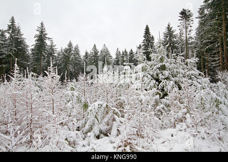 Young pine trees and Larches, covered with snow, in the background old pine trees Stock Photo