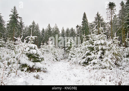 Path through a forest of young pine trees, covered with snow, in the background old pine trees Stock Photo