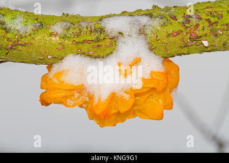 Fruit body of Golden jelly fungus (Tremella mesenterica), covered with snow, on a dead branch of an Oak tree Stock Photo