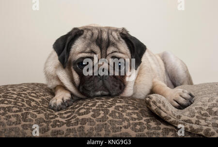 lovely sweet pug puppy dog, lying down on cushions, with leopard print Stock Photo