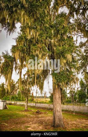 Live oak trees and Spanish moss in Georgia. Stock Photo