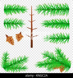 spruce branch transparent background Stock Vector