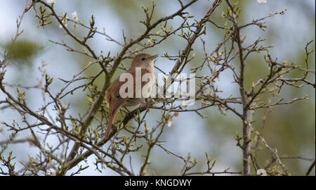 Common nightingale, Luscinia megarhynchos, singing from a tree at Paxton Pits Nature Reserve, Little Paxton, Cambridgeshire, United Kingdom Stock Photo