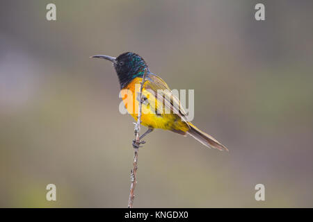 Orange-breasted sunbird, Anthobaphes violacea, perched on a stick on Table Mountain, Cape Town, South Africa. Stock Photo