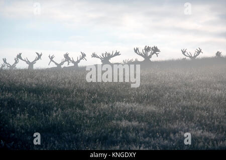 Fallow deer (Dama dama), Woburn Deer Park, Bedfordshire Stock Photo