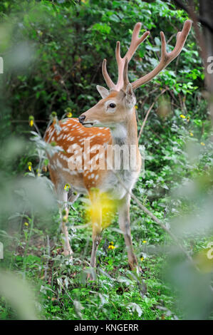 Close-up young whitetail deer standing in summer wood Stock Photo