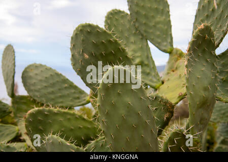 Spiky flat leafed cactus in western Greece Stock Photo