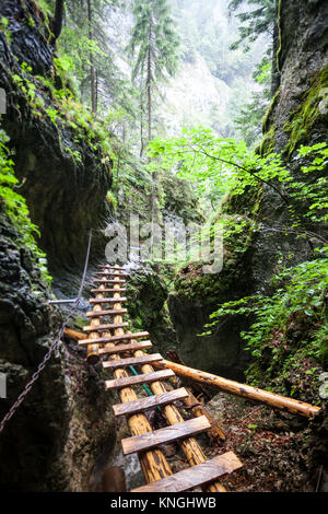 Abandoned old wooden bridge in rain forest Stock Photo