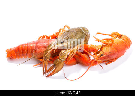 Crayfish on a white background. Crayfish isolated on white Stock Photo