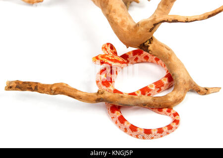 snake. elaphe guttata. young boa constrictor on a white background. Stock Photo