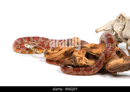 snake. elaphe guttata. young boa constrictor on a white background. Stock Photo