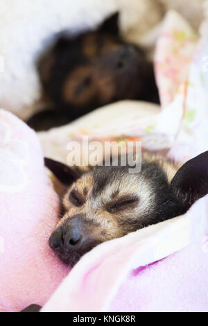 Spectacled Flying-fox (Pteropus conspicillatus). Orphaned babies recovering from anaesthesia. Miallo. Queensland. Australia. Stock Photo