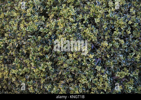 Buxus sempervirens 'Elegantissima' Stock Photo