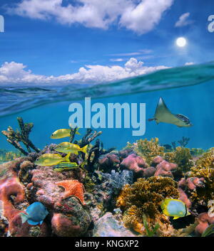 Seascape over and under sea surface, cloudy blue sky and colorful coral reef with tropical marine life underwater, Caribbean sea Stock Photo