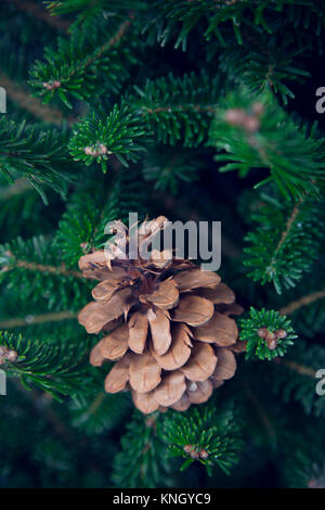 A real pine cone on green fir tree branches. Dark green Christmas or New Year background. Close up. Vertical orientation. Stock Photo