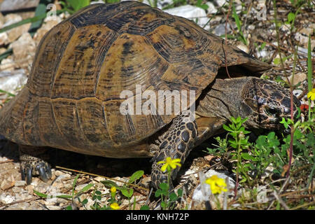 Spur-thighed tortoise or Greek tortoise (Testudo graeca) at the castle hill, IUCN red list, Alanya, turkish riviera, Turkey Stock Photo