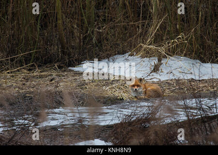 Rotfuchs, Rot-Fuchs, Fuchs, Vulpes vulpes, red fox Stock Photo