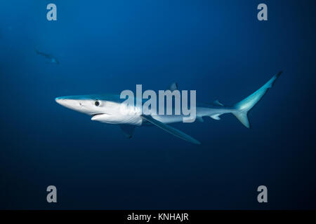 Blue shark, prionace glauca, South Africa
