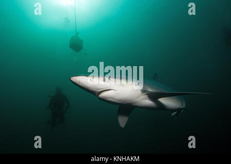 Blue shark, prionace glauca, South Africa
