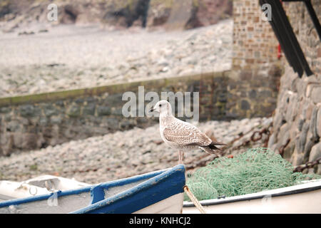 A young seagull perched on the front of a rowing boat. Stock Photo
