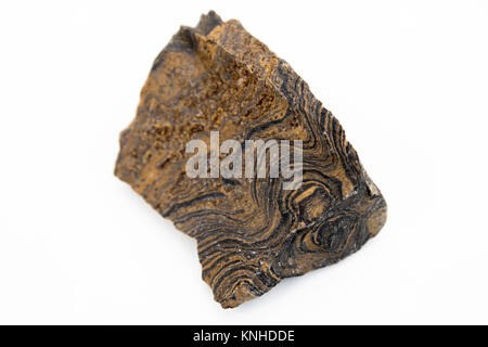 extreme close up of stromatolite mineral isolated over white background Stock Photo