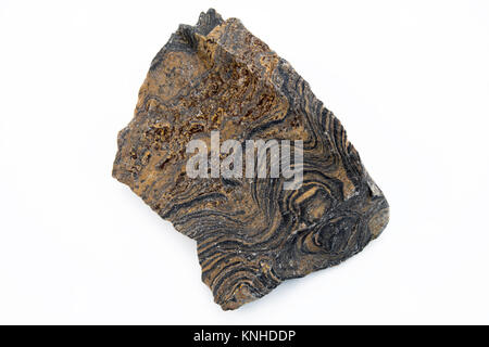 extreme close up of stromatolite mineral isolated over white background in focus stack technique Stock Photo