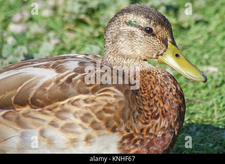 Mallard duck female resting on land Stock Photo