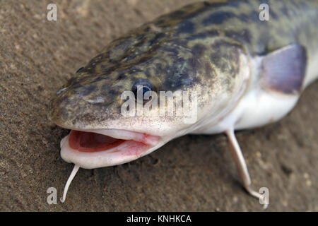 Head of predatory river fish - burbot Stock Photo