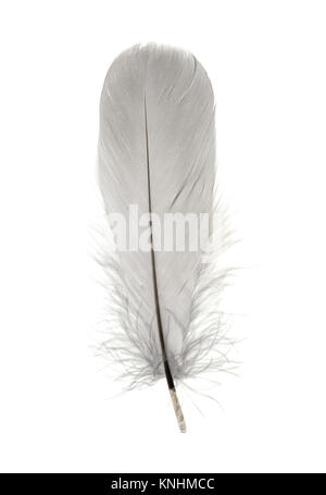 Single delicate fluffy grey birds feather isolated on a white background Stock Photo
